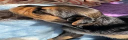 Jack Russell dogs for sale: Gorgeous Health Tested Home Bred pups - Advert 19