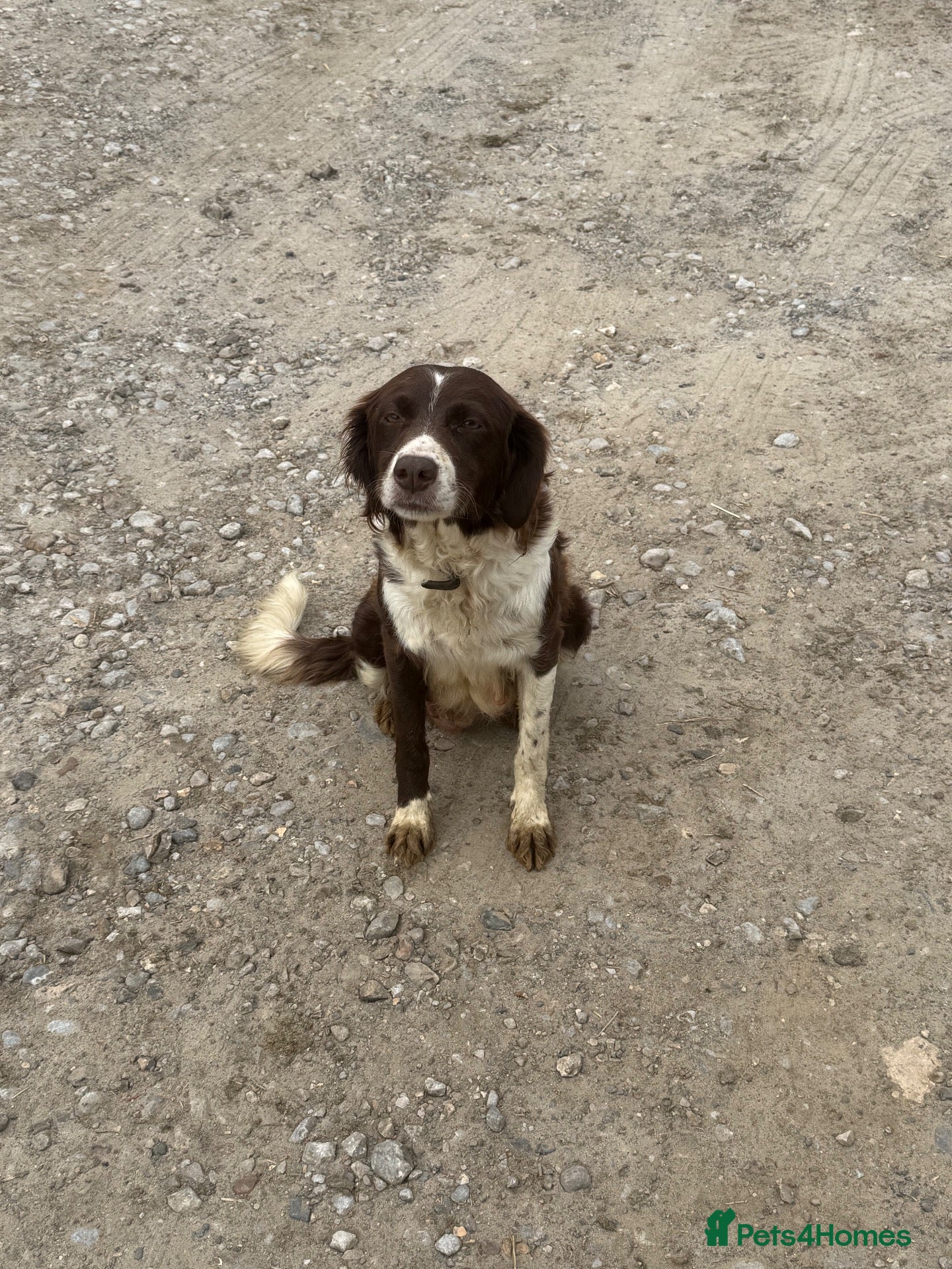Mixed Breed dogs Sprollie/cocker  - Advert 1