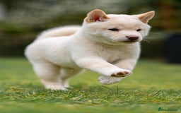 Japanese Shiba Inu dogs for sale: Beautiful Cream Shiba Inu boy for sale  - Image 19