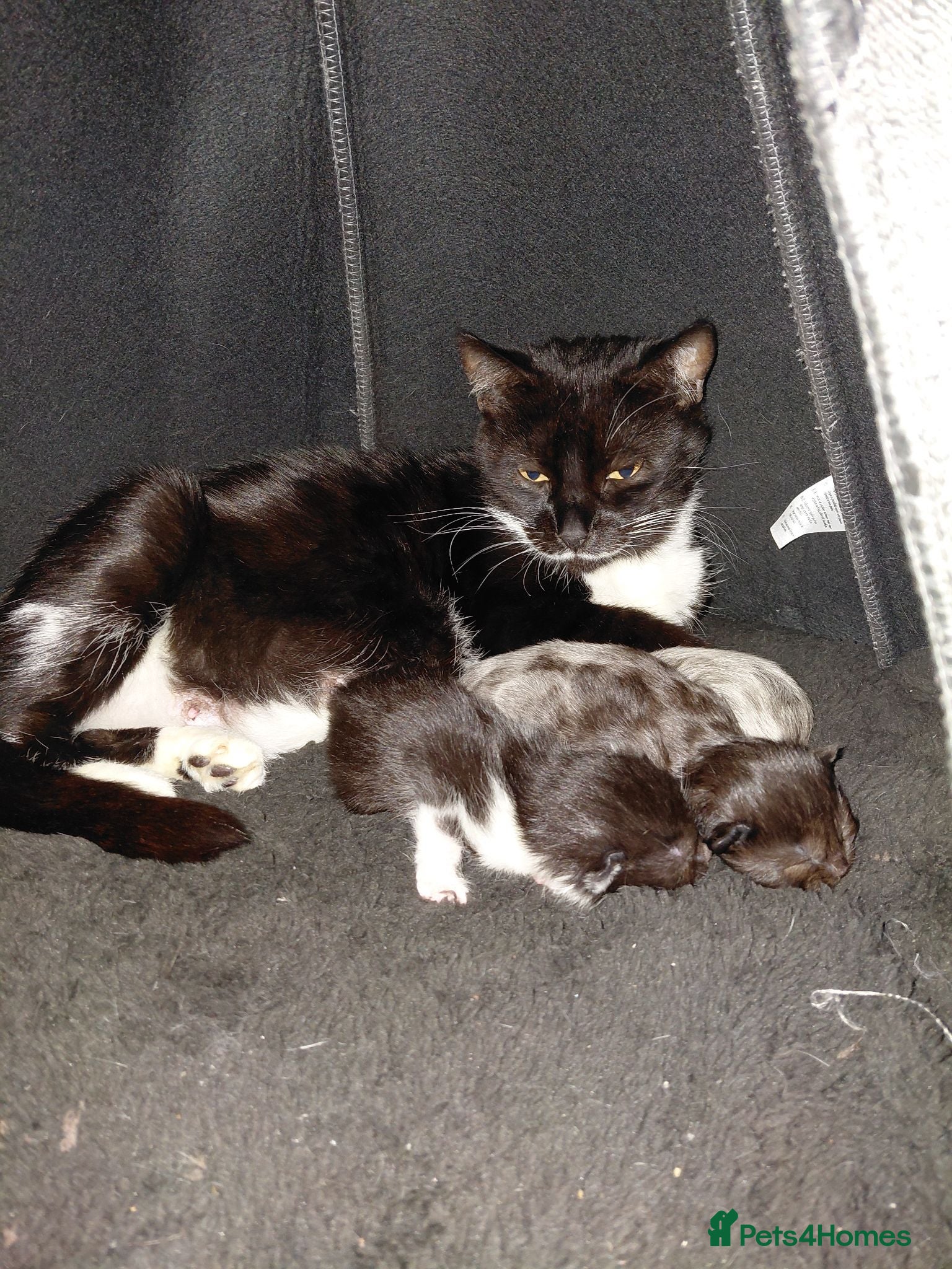 Mixed Breed cats Adorable kittens  - Advert 1