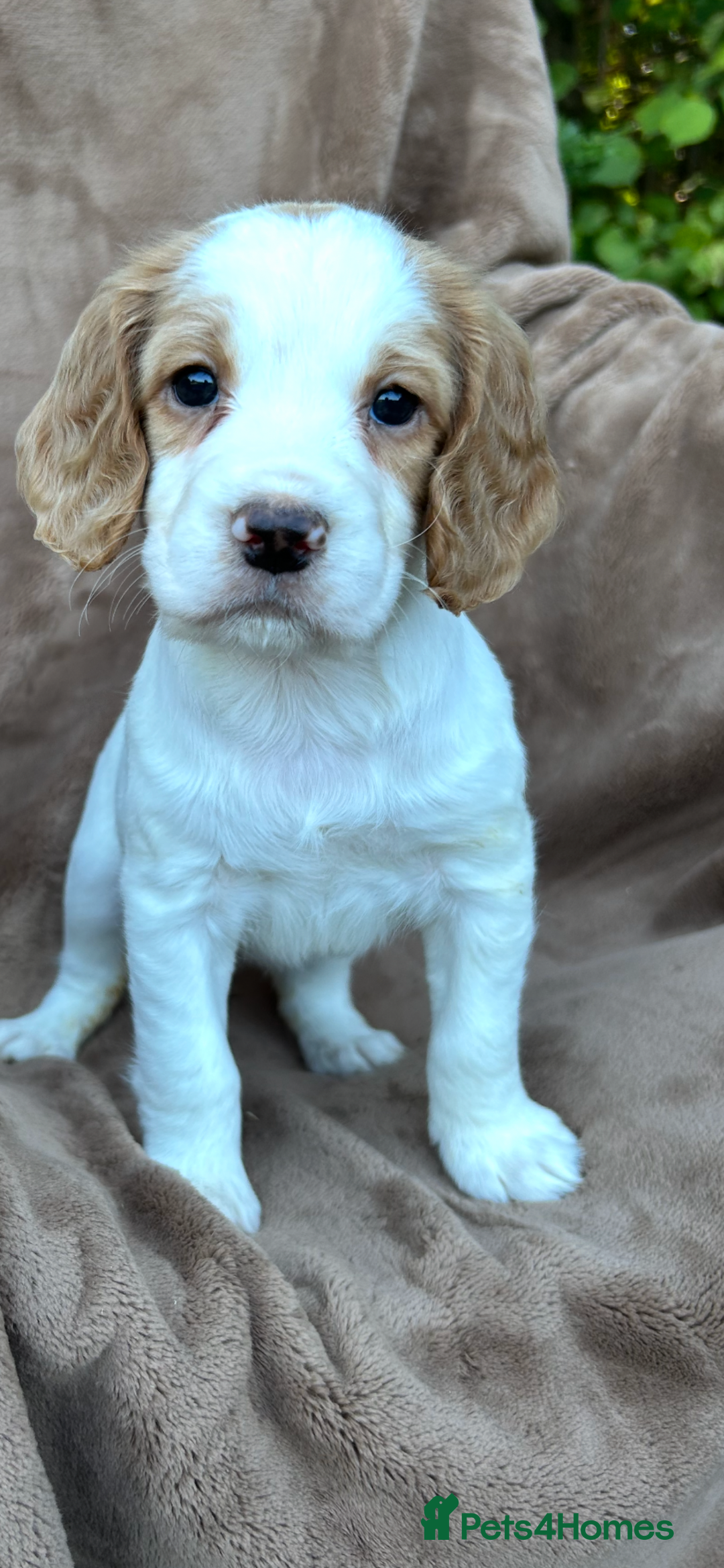 Cocker Spaniel dogs for sale: Gorgeous kc registered cocker spaniel puppies - Image 5