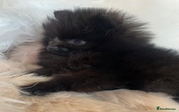Pomeranian dogs for sale: READY NOW OUTSTANDING KC FEMALE AVALIBLE - Image 4