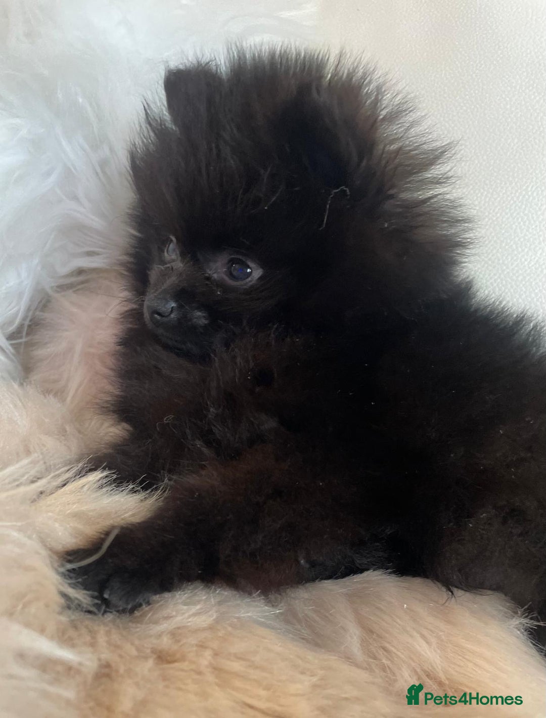 Pomeranian dogs for sale: READY NOW OUTSTANDING KC FEMALE AVALIBLE - Image 4