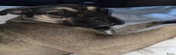 Cane Corso dogs for sale: Cane corso puppies - Advert 20