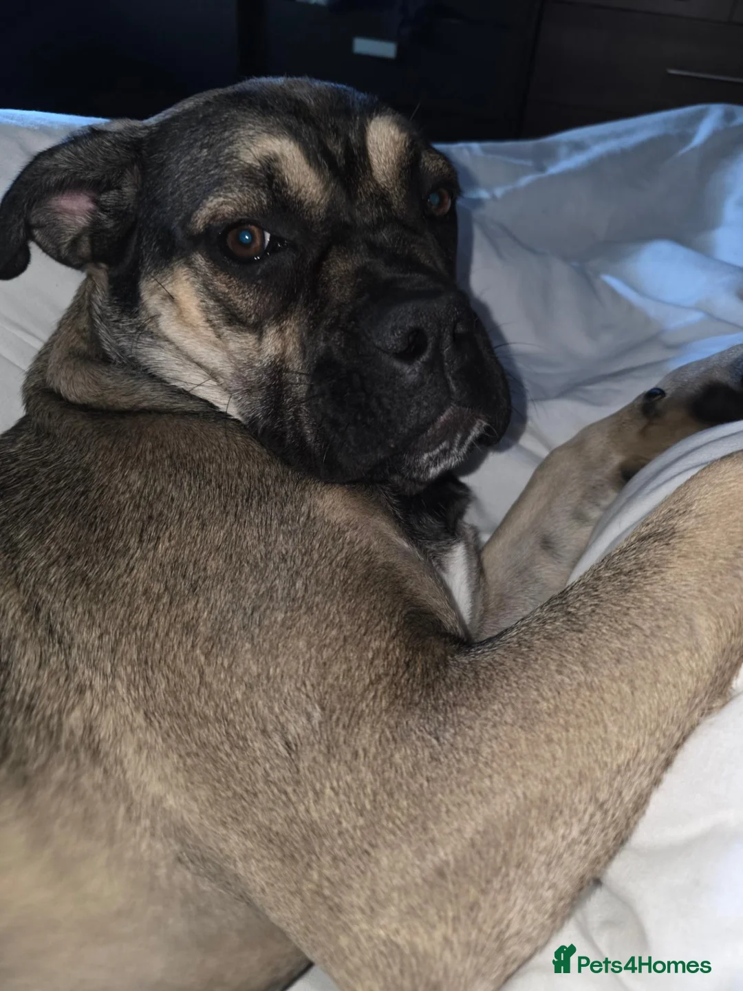 Cane Corso dogs for sale: Cane corso puppies - Advert 20