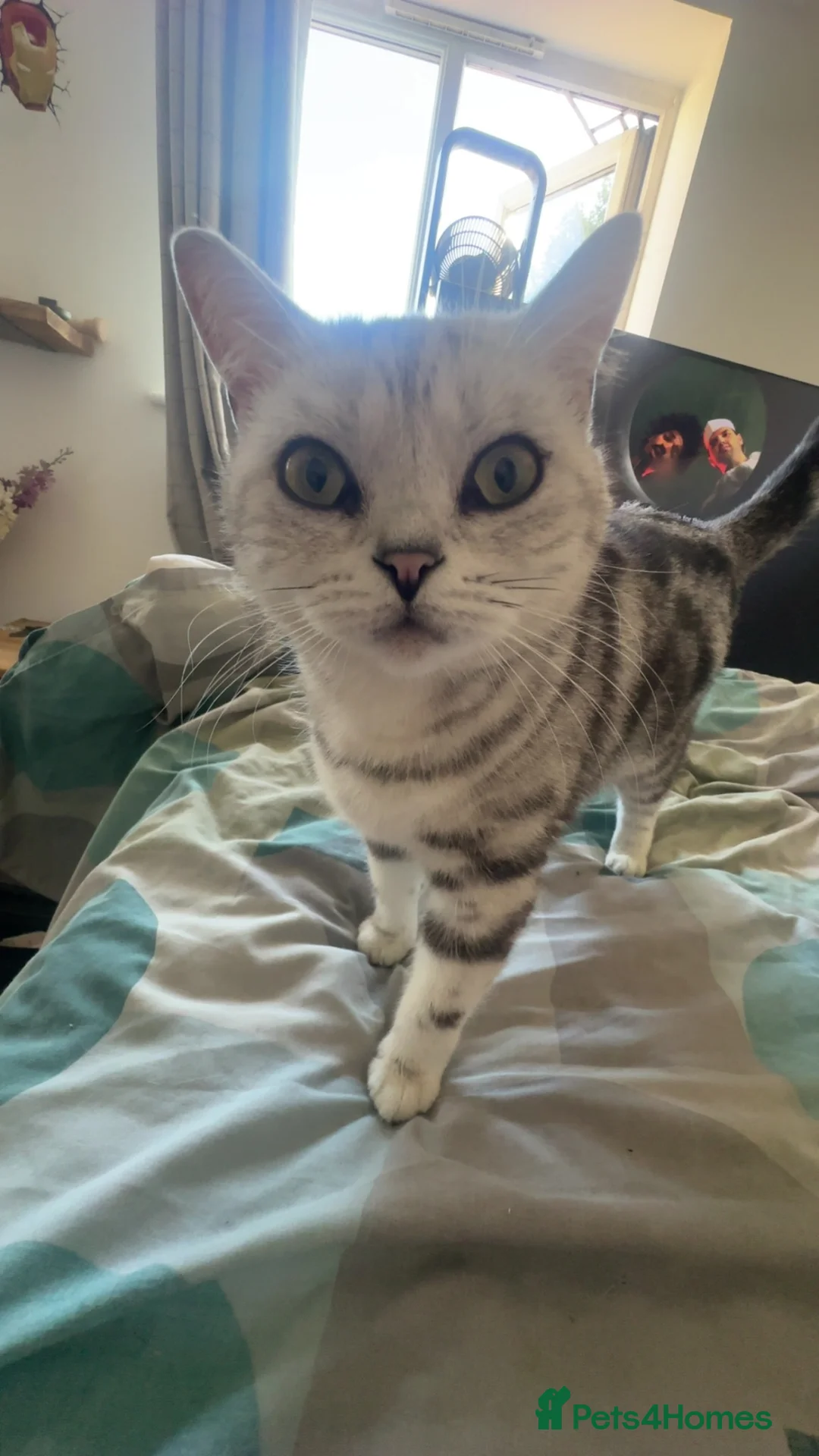 British Shorthair cats for sale: 1x boy left for sale British short hair tabby - Advert 9