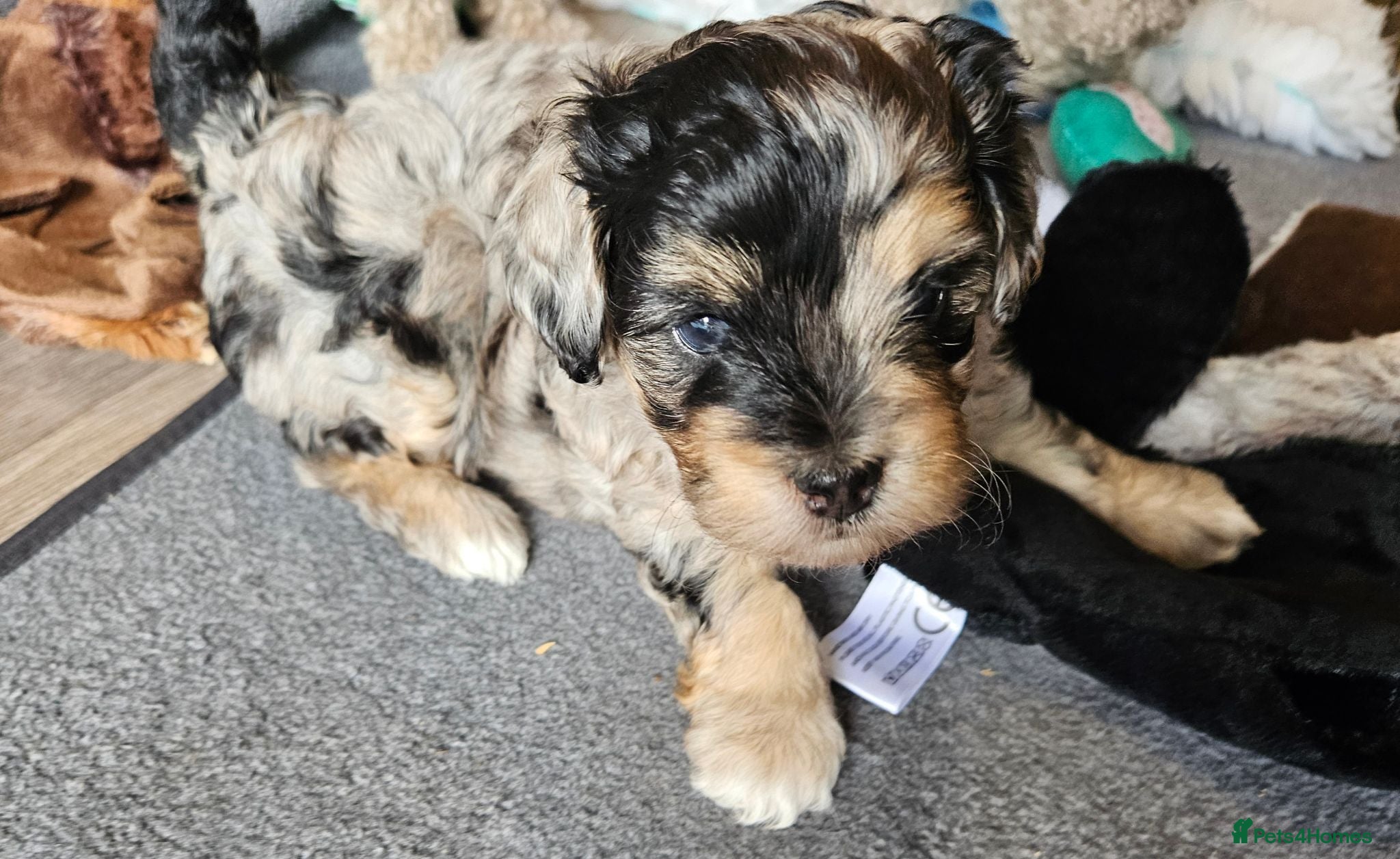 Maltipoo dogs Beautiful Blue Merle Maltipoos - Advert 1