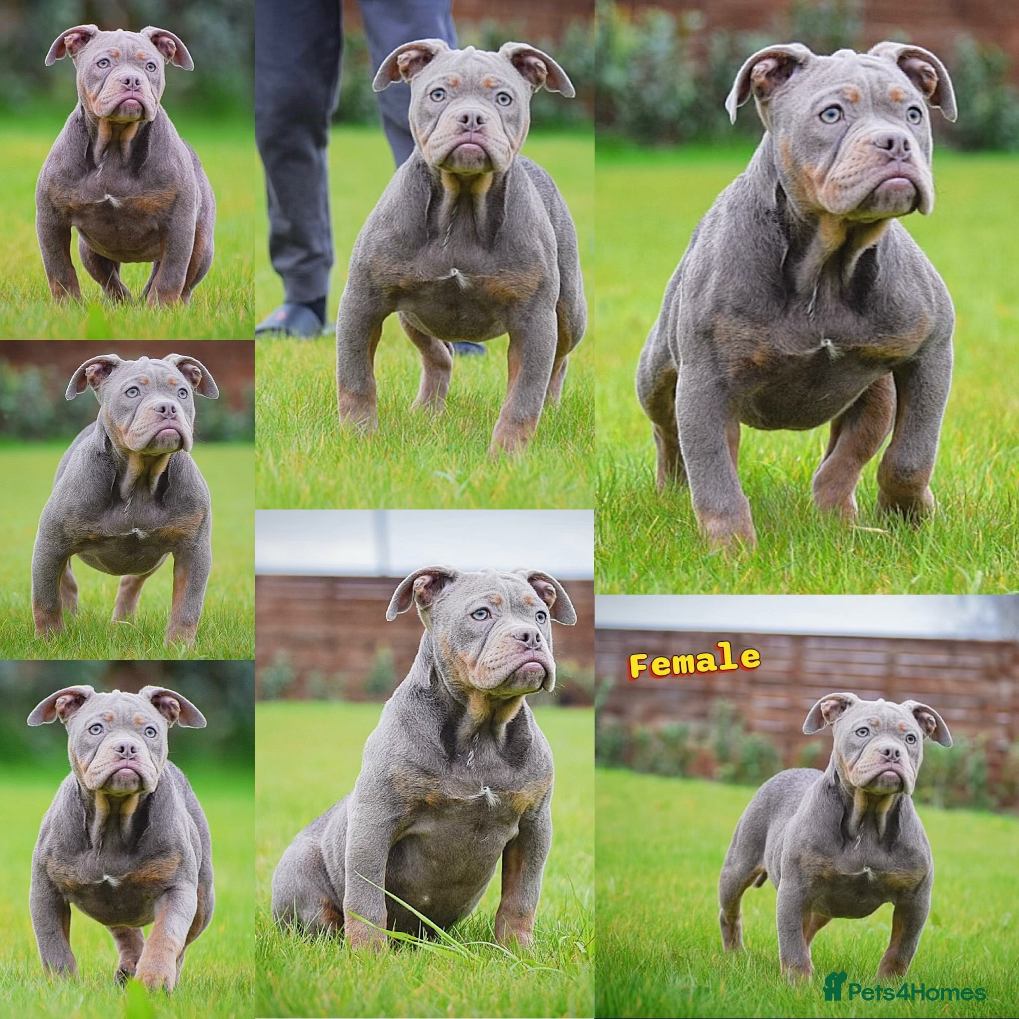 Olde English Bulldogge dogs 23 years Professionals 5⭐️Rated Licensed.  - Advert 8