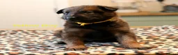 Mixed Breed dogs for sale: Belgian Malinois X German Shepherd  - Advert 10