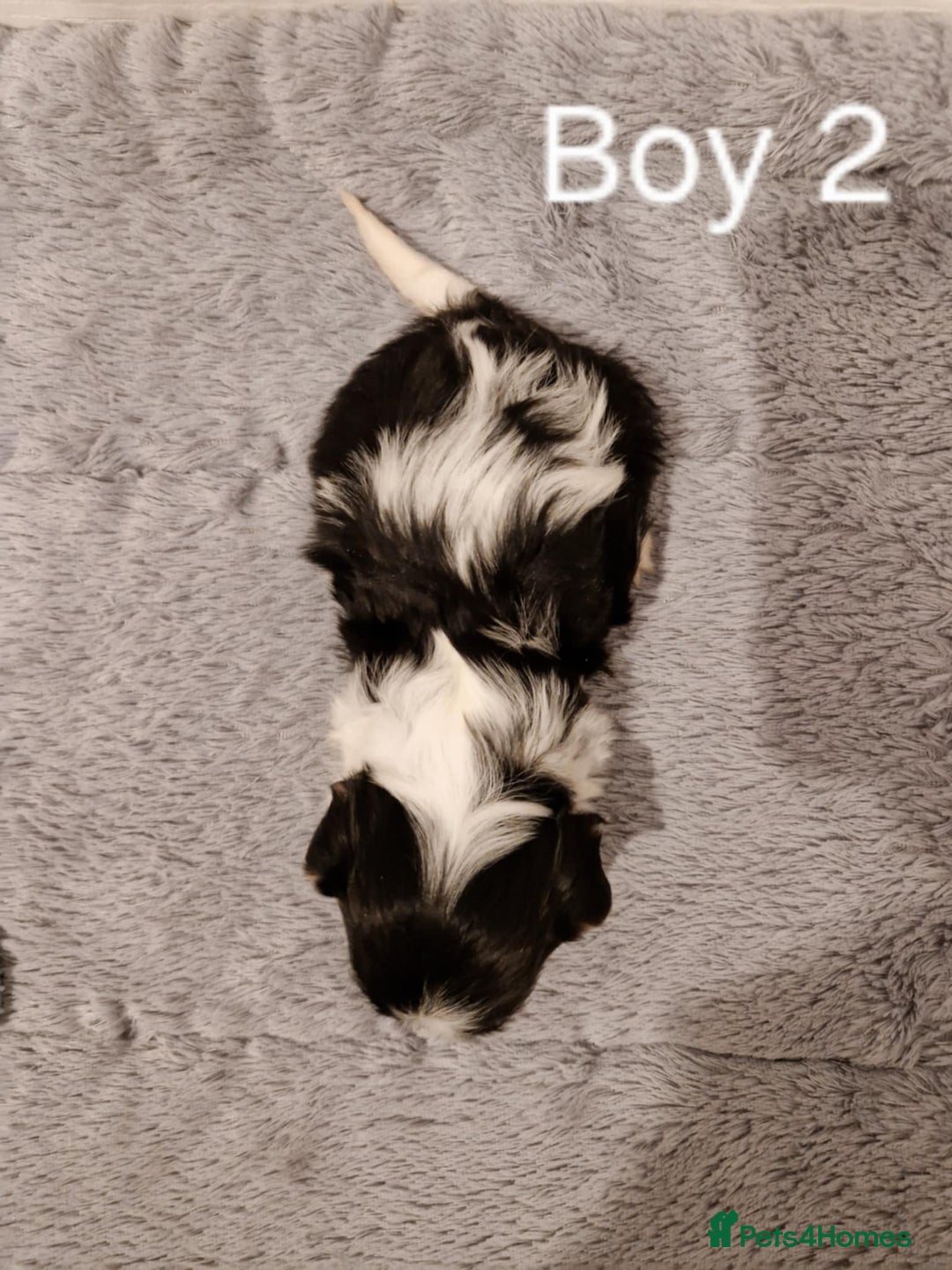 Biewer Terrier dogs for sale: Yorkshire Biewer Terrier Puppies - Advert 6