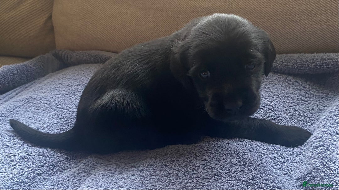 Goldador dogs for sale: 🐾7 Beautiful Labrador x Retriever Puppies🐾 - Advert 3