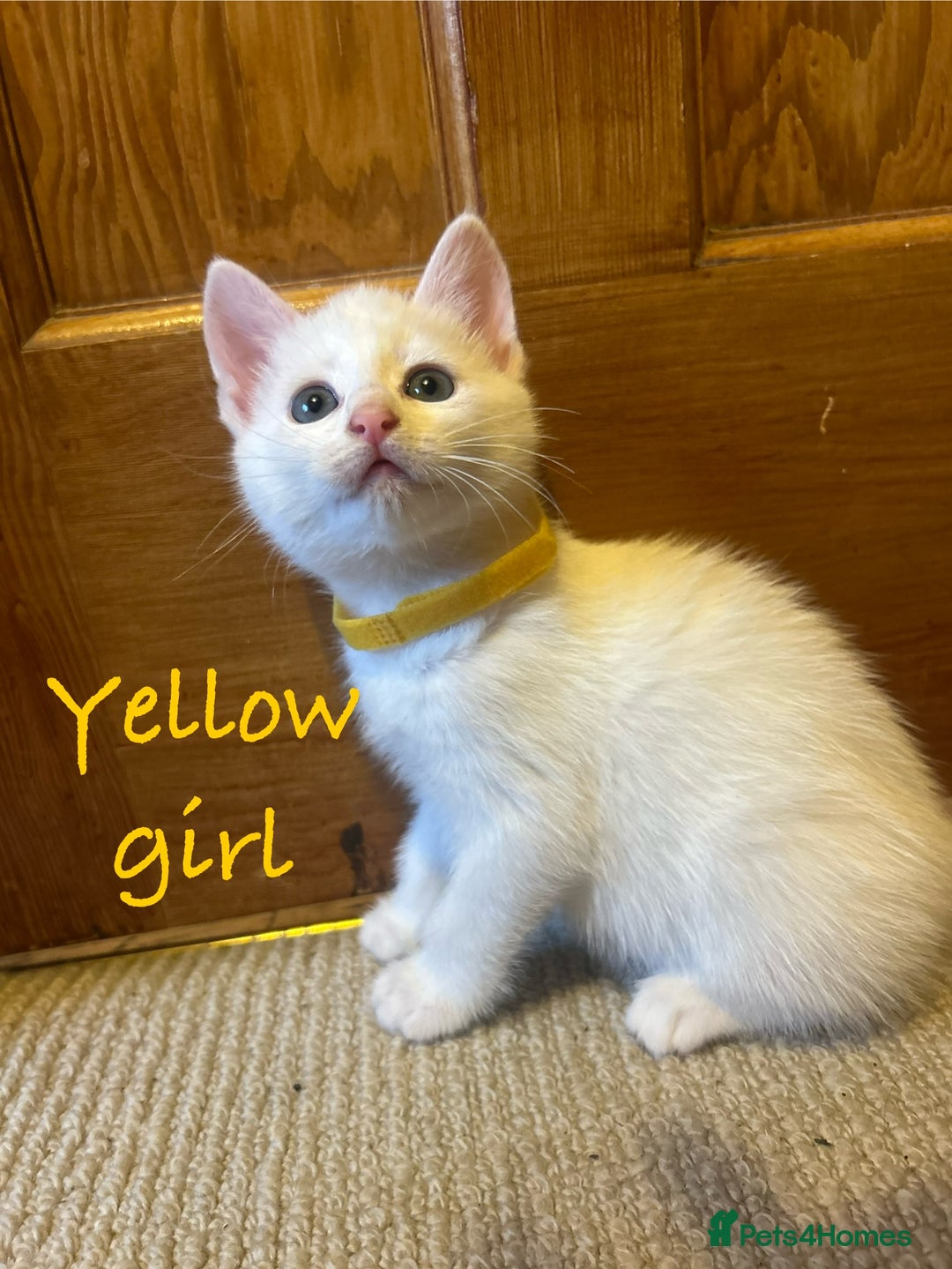British Longhair cats for sale: Stunning friendly kittens - Image 12