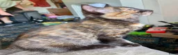 Mixed Breed cats for sale: 2 Lovely kittens for sale (1 boy, 1 girl) - Advert 20