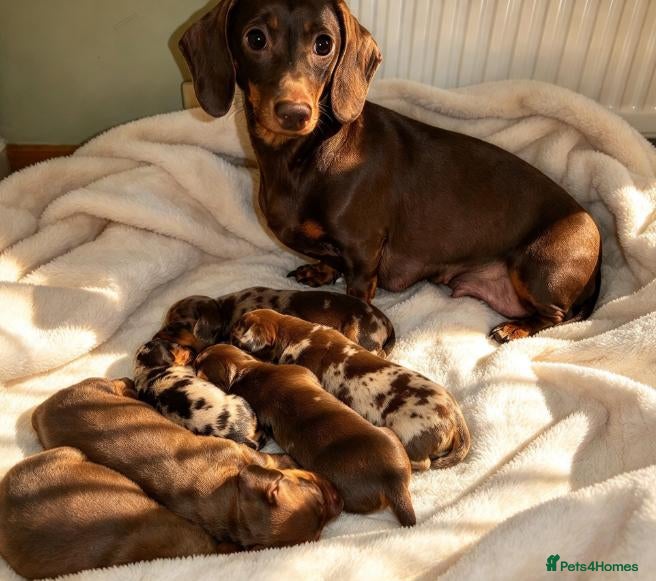Miniature Dachshund dogs for sale: Dapple Miniature Dachshund - Advert 16