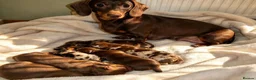 Miniature Dachshund dogs for sale: Dapple Miniature Dachshund in Leeds - Advert 1