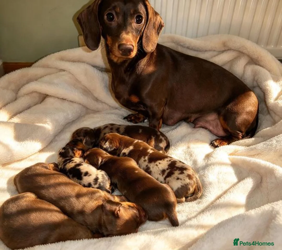 Miniature Dachshund dogs for sale: Dapple Miniature Dachshund in Leeds - Advert 1