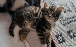 Domestic Shorthair cats for sale:  Beautiful litter mixed colours  - Image 1
