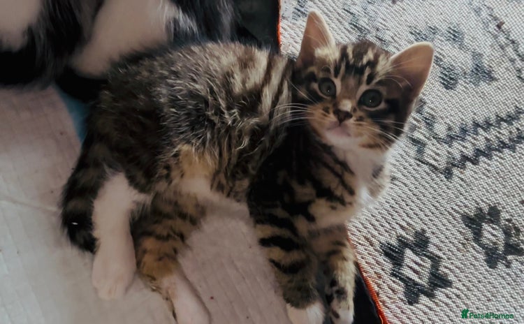 Domestic Shorthair cats - Advert 5