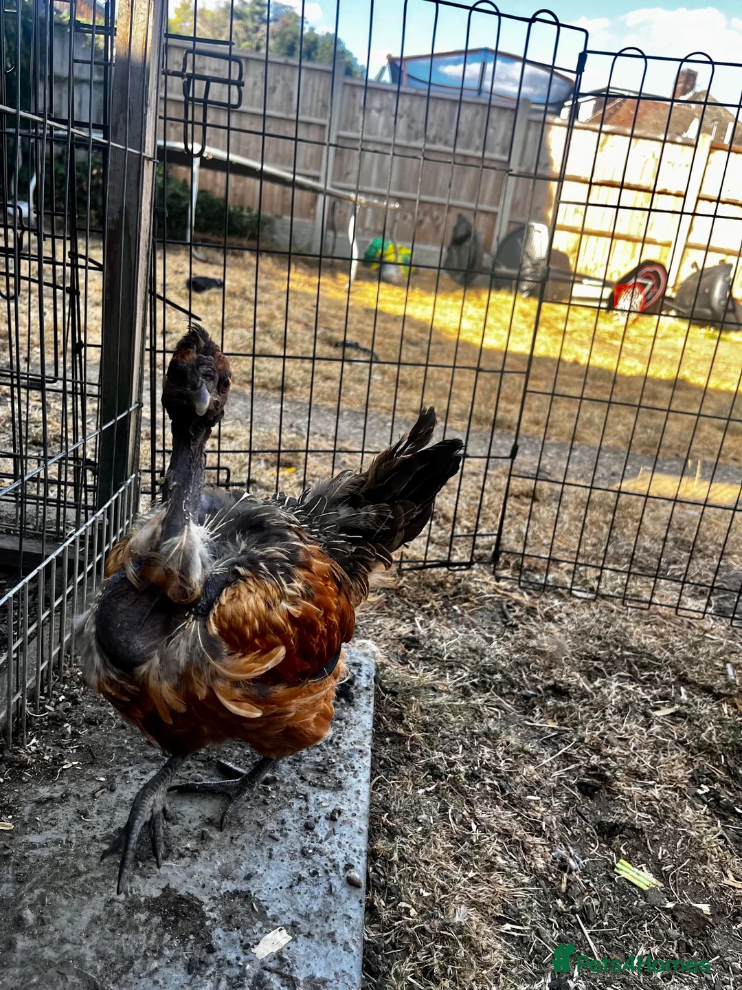 Chickens poultry for sale: Naked neck Easter egger hen in Romford - Advert 2