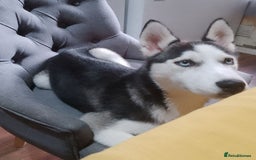 Siberian Husky dogs for sale: ONLY 3 PUPPIES LEFT!!! - Image 12