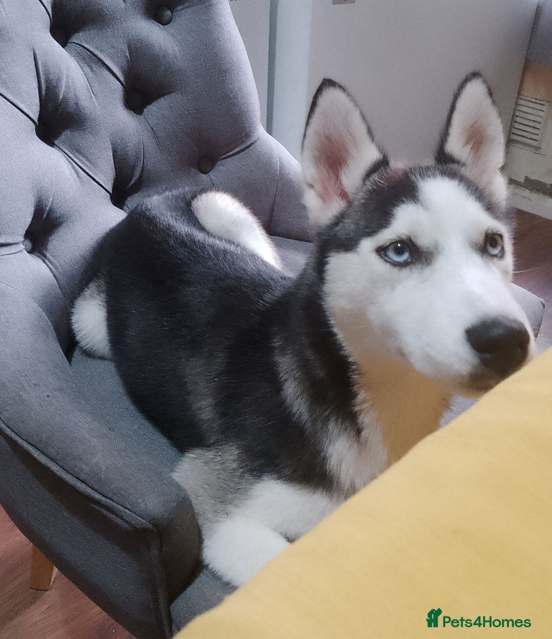 Siberian Husky dogs for sale: ONLY 3 PUPPIES LEFT!!! - Image 12
