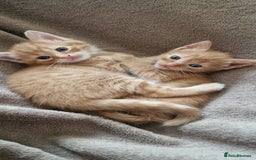 Mixed Breed cats for sale: Only one beautiful kitten remaining! - Image 4