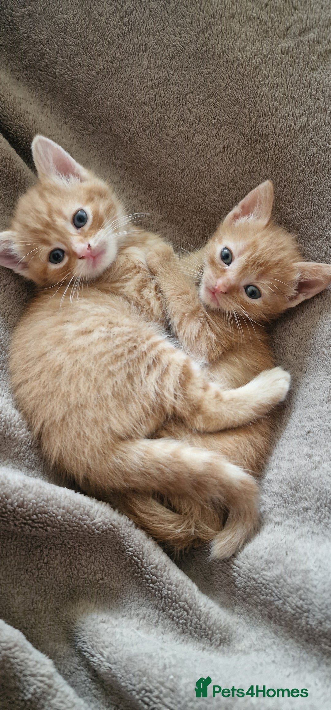 Mixed Breed cats for sale: Only one beautiful kitten remaining! - Image 4
