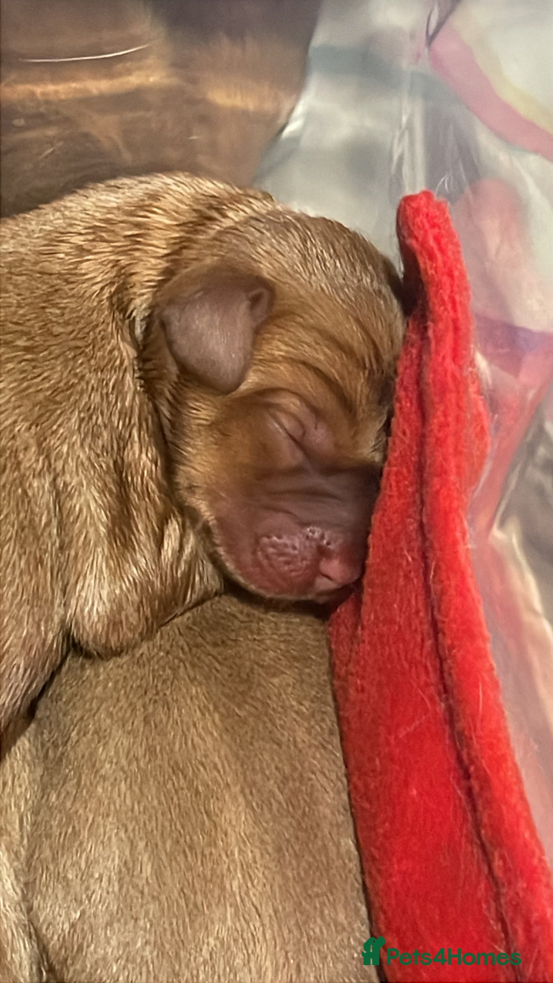 Labrador Retriever dogs for sale: KC Stunning dark fox red labrador puppies - Image 8