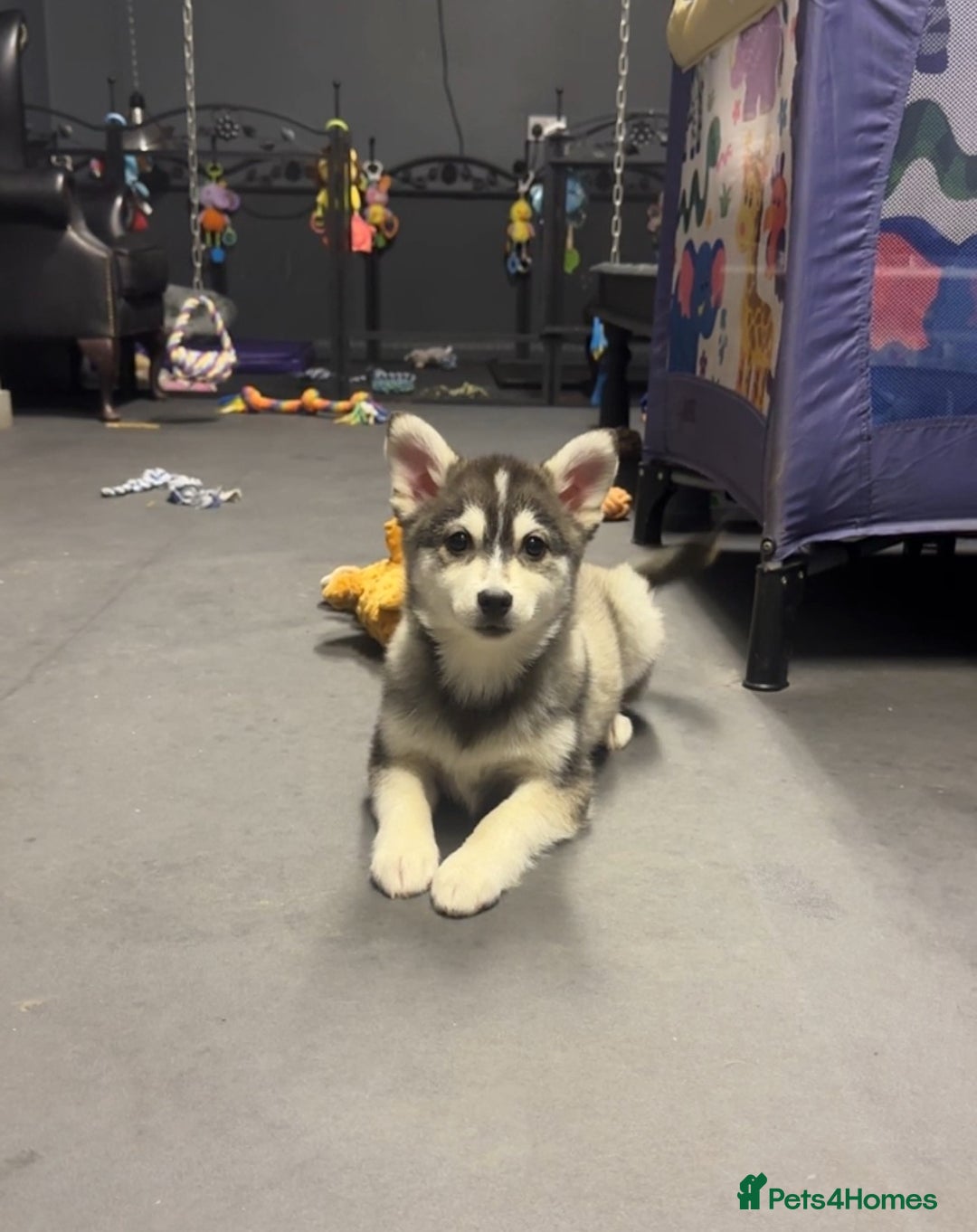 Pomsky dogs for sale: Stunning perfect husky markings f3 Pomsky puppies - Advert 12