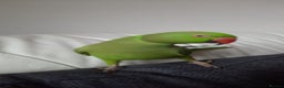 Parrots birds for sale: Indian Ringneck talking parrot + Cage + Toys - Advert 5