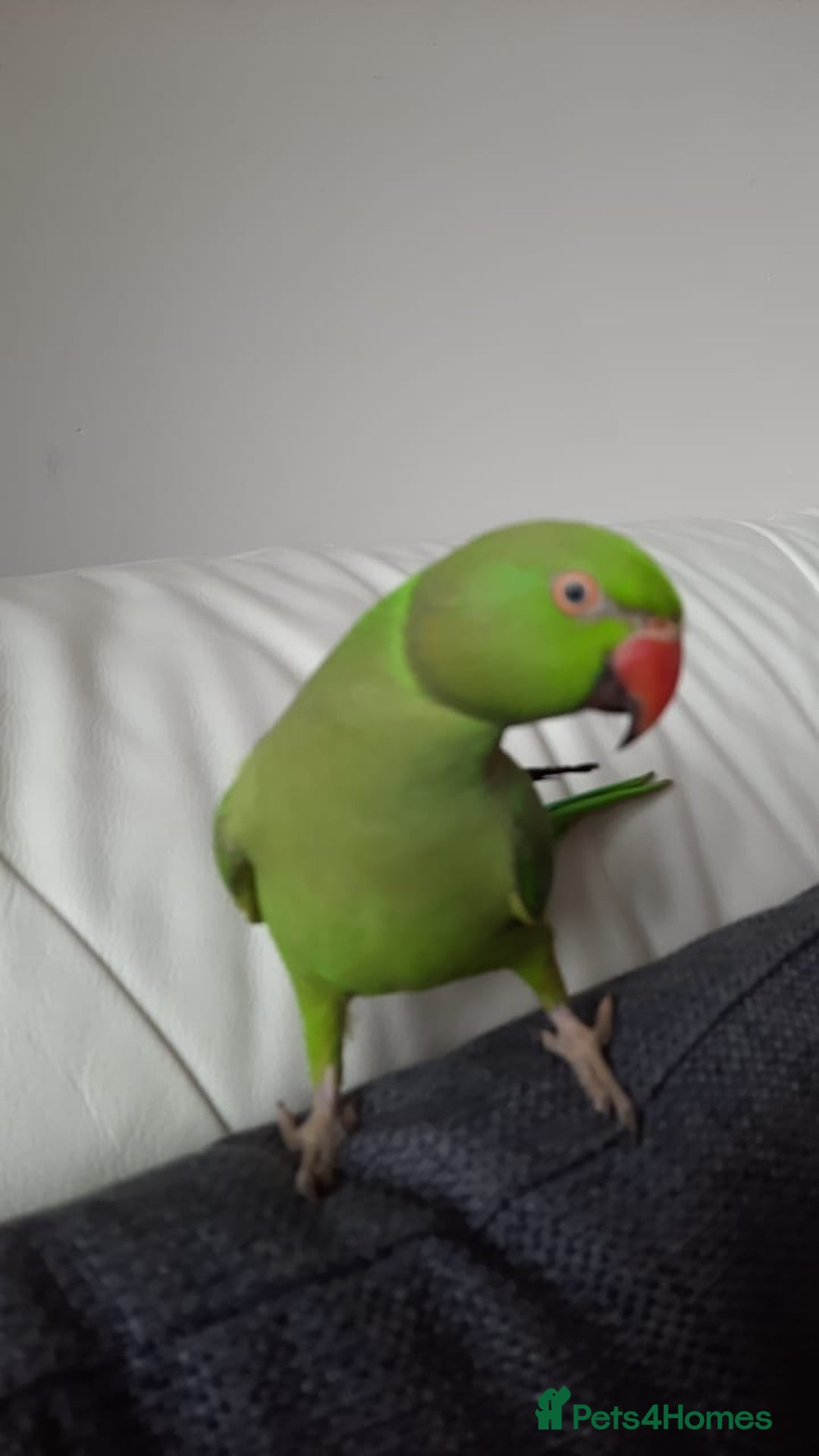 Parrots birds for sale: Indian Ringneck talking parrot + Cage + Toys - Advert 5