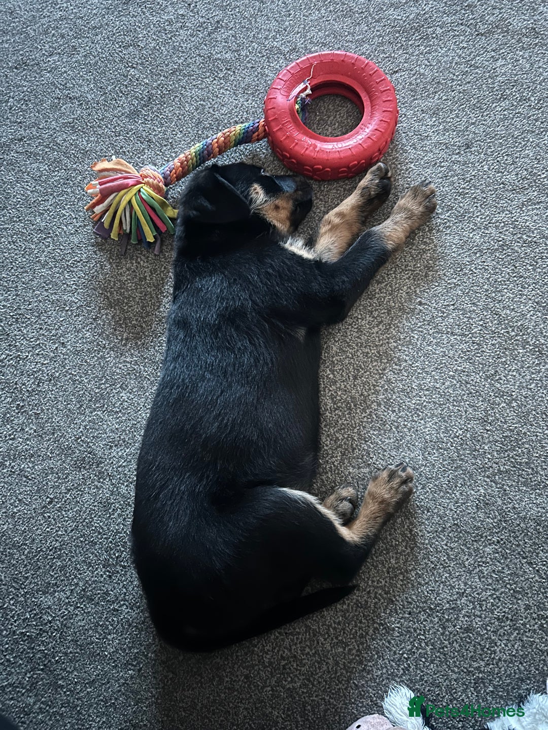 Rottweiler dogs for sale: Rottweiler  - Advert 2