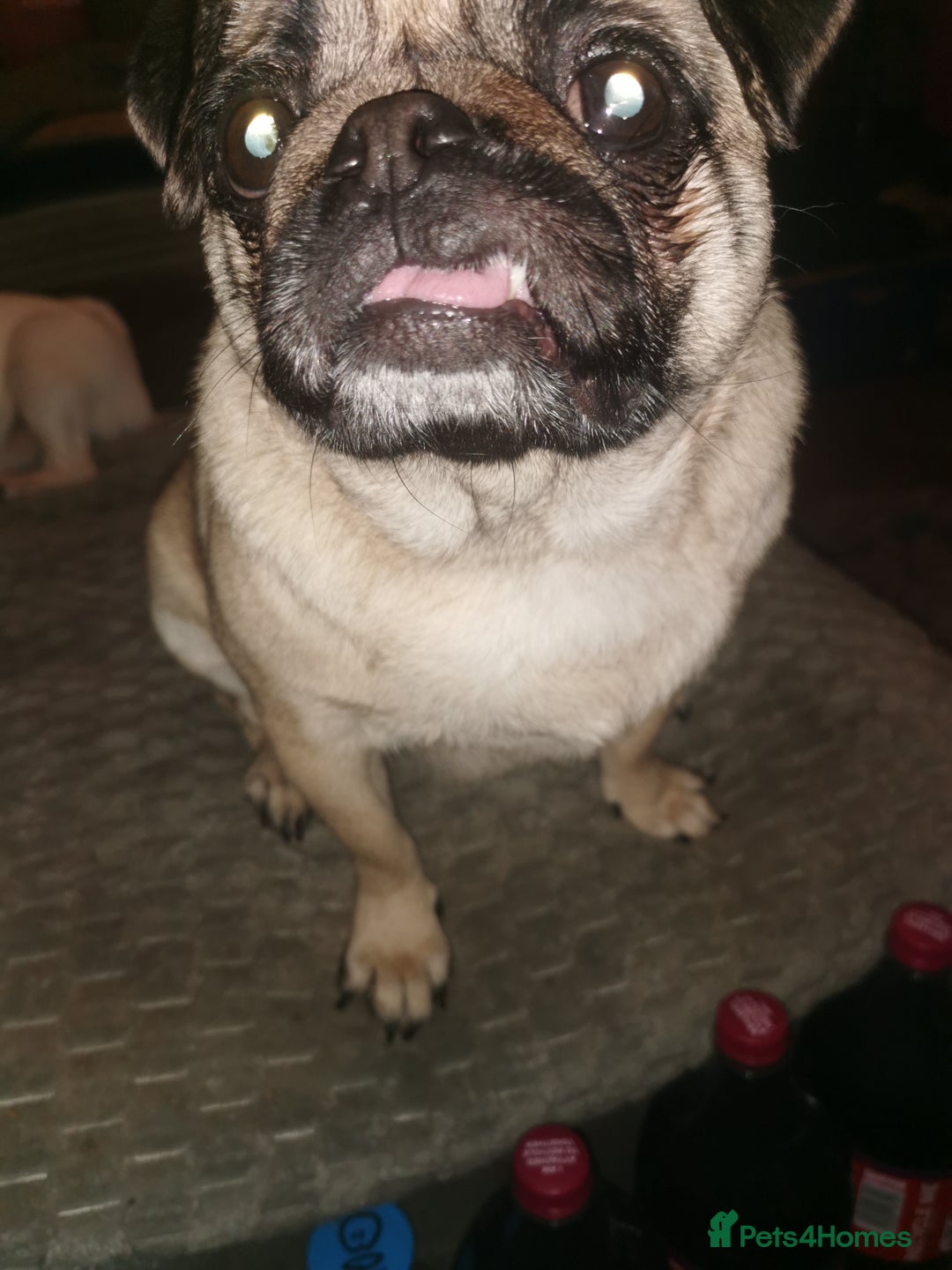 Pug dogs for sale: Luna for sale - Advert 2