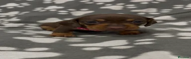 Brown & Tan - pink