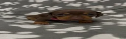 Miniature Dachshund dogs for sale:  Miniature Dachshund Puppies - Advert 32