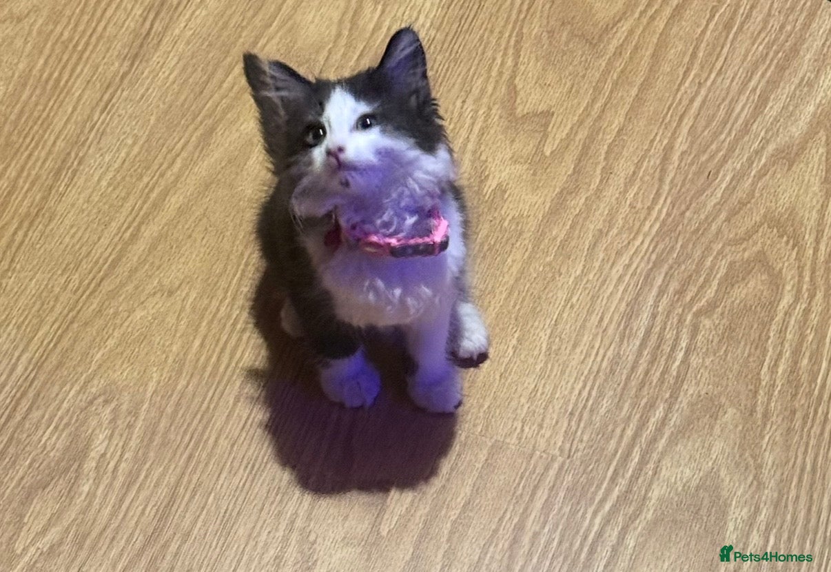 Mixed Breed cats Affectionate kitten seeking a loving forever home - Advert 2