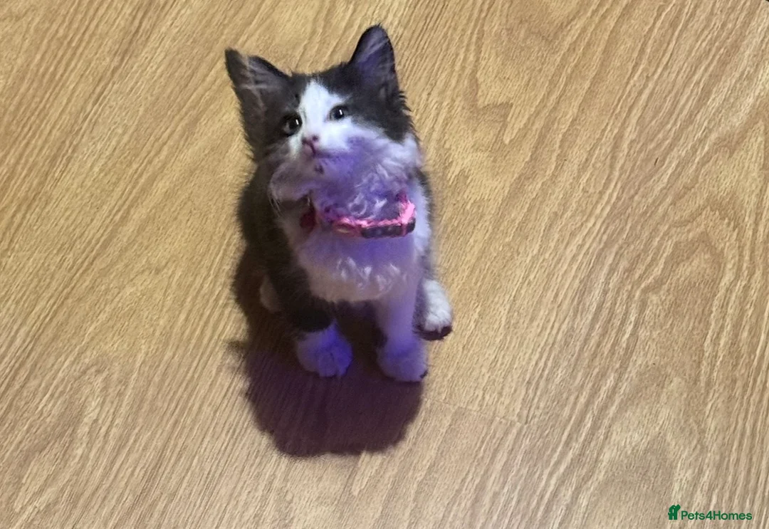 Mixed Breed cats for sale: Affectionate kitten seeking a loving forever home - Advert 1