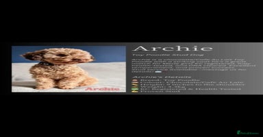 Cockapoo dogs - Advert 6