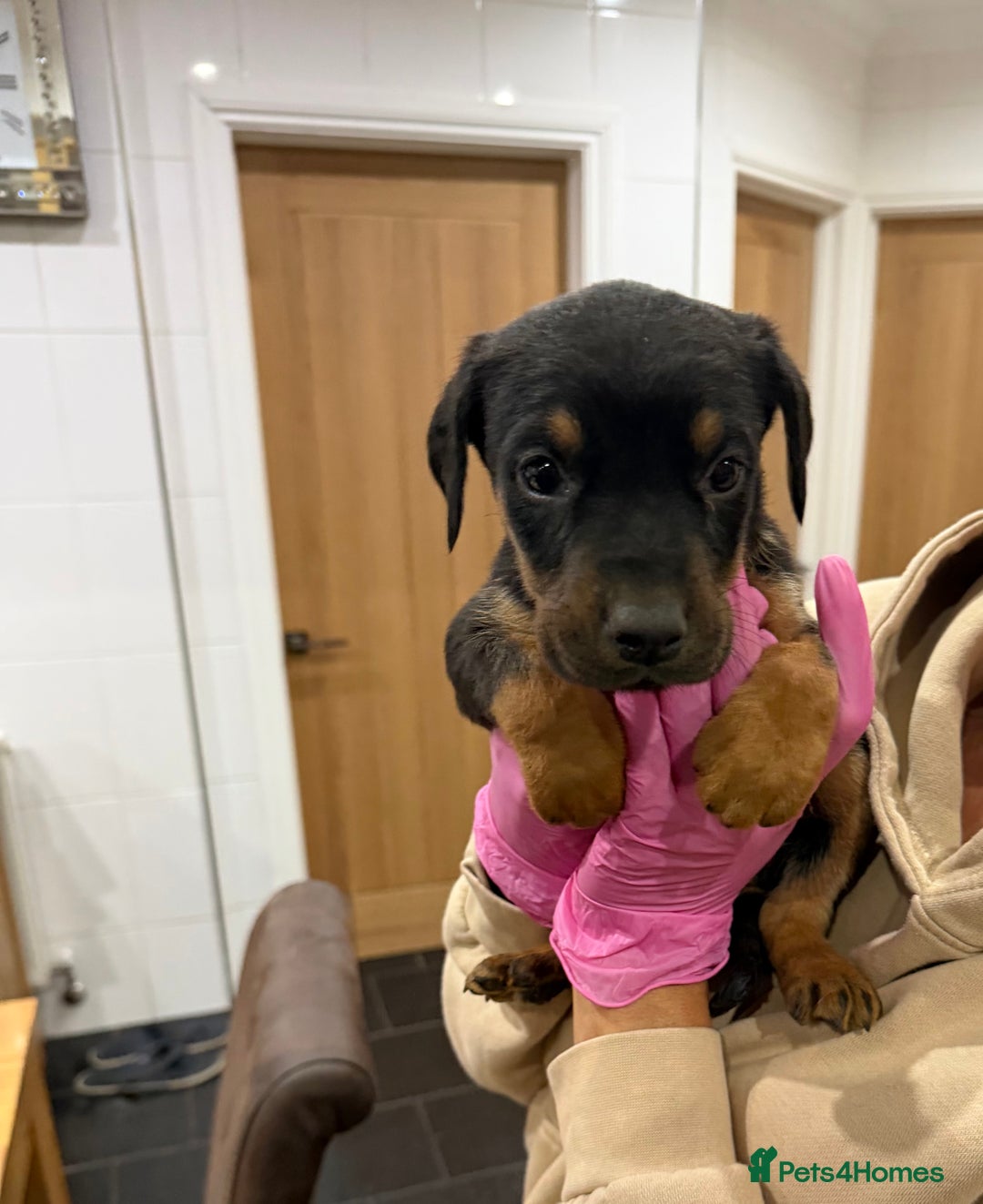 Mixed Breed dogs for sale: Doberman X puppies for sale  - Advert 14