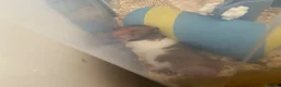 Hamster rodents for sale: male syrian hamster  in Didcot - Advert 5