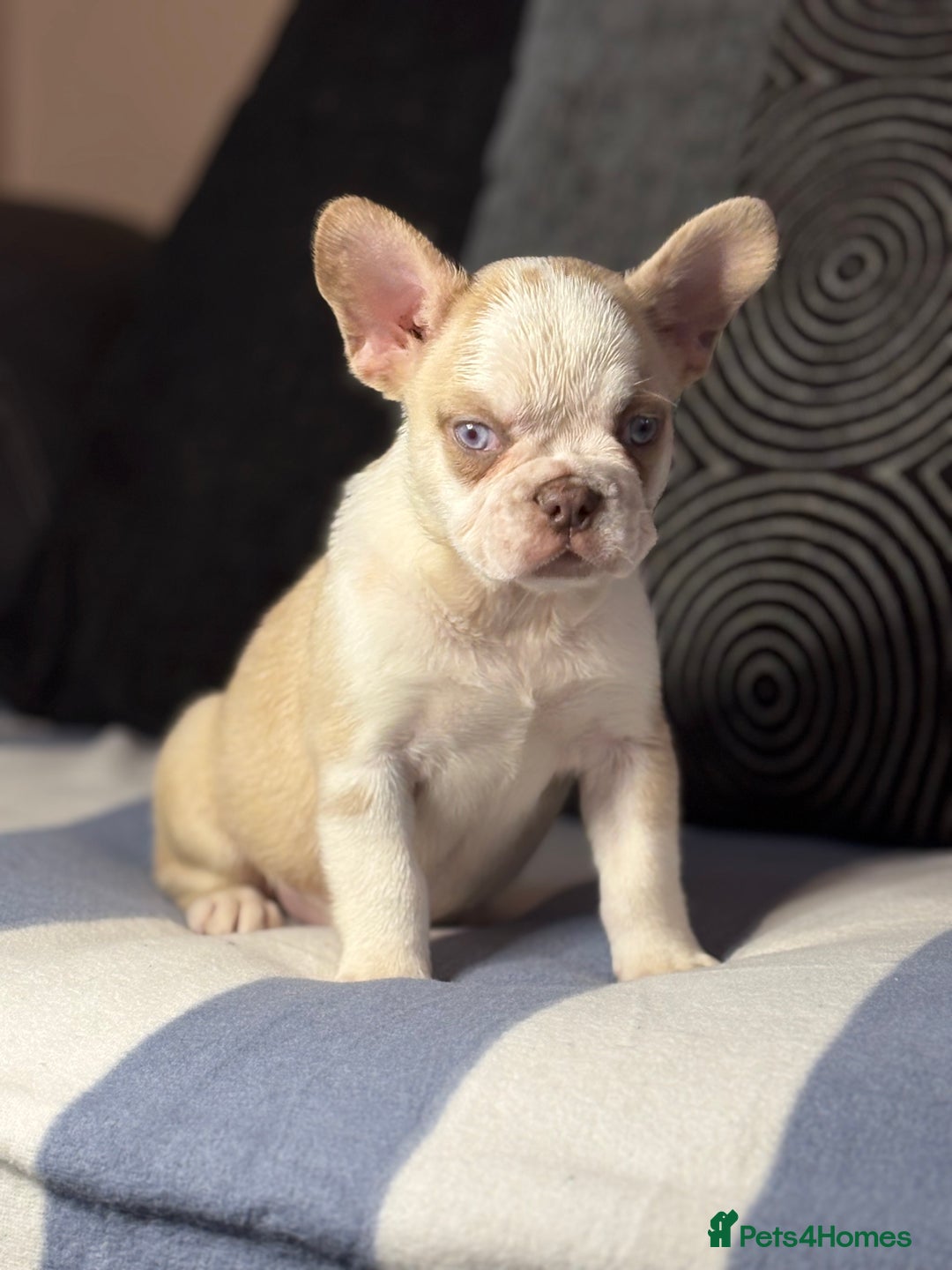French Bulldog dogs for sale: Beautiful French Bulldog Puppies Available  - Image 3