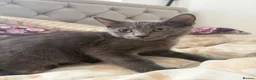 Mixed Breed cats for sale: Beautiful friendly Grey kittens - Advert 7