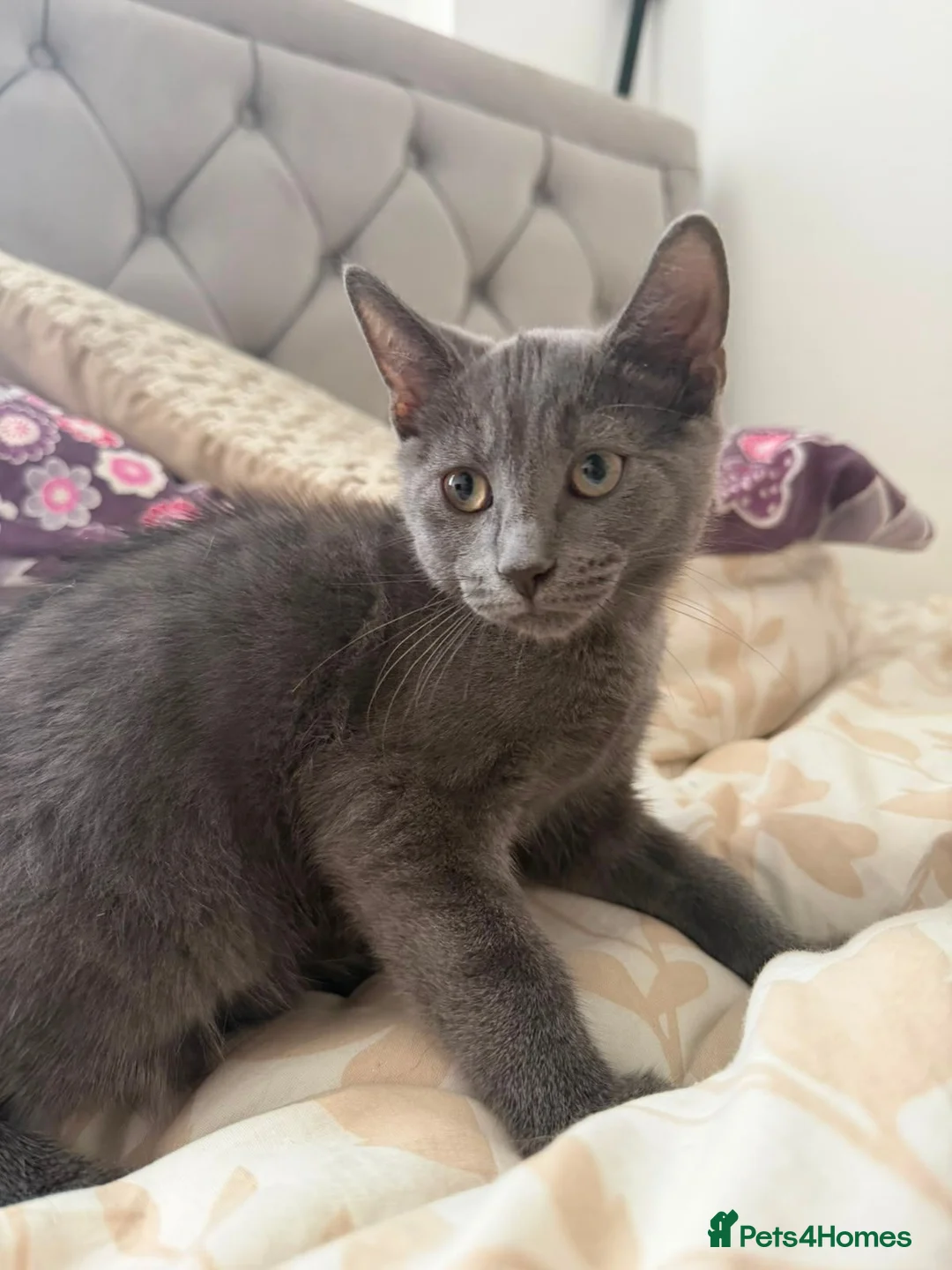 Mixed Breed cats for sale: Beautiful friendly Grey kittens - Advert 7