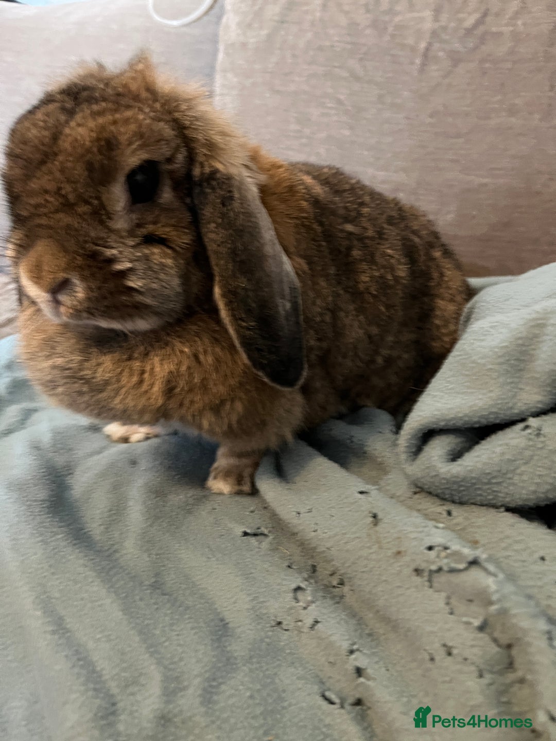 Mini Lop rabbits for sale: Sweet Bun  in London - Image 8