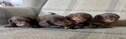 Miniature Dachshund dogs for sale: KC reg  breed standard Miniature Dachshund puppies - Advert 5