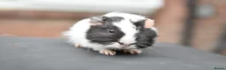 Guinea Pig rodents for sale: Baby Guinea Pigs Looking For New Homes - Advert 3