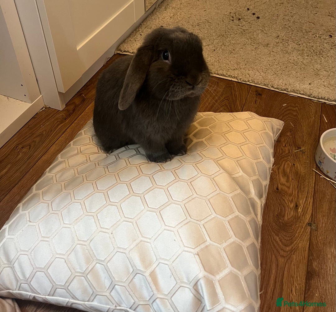 Mini Lop rabbits for sale: 🐰 Ernie the Bunny- looking for a loving new home  - Image 5