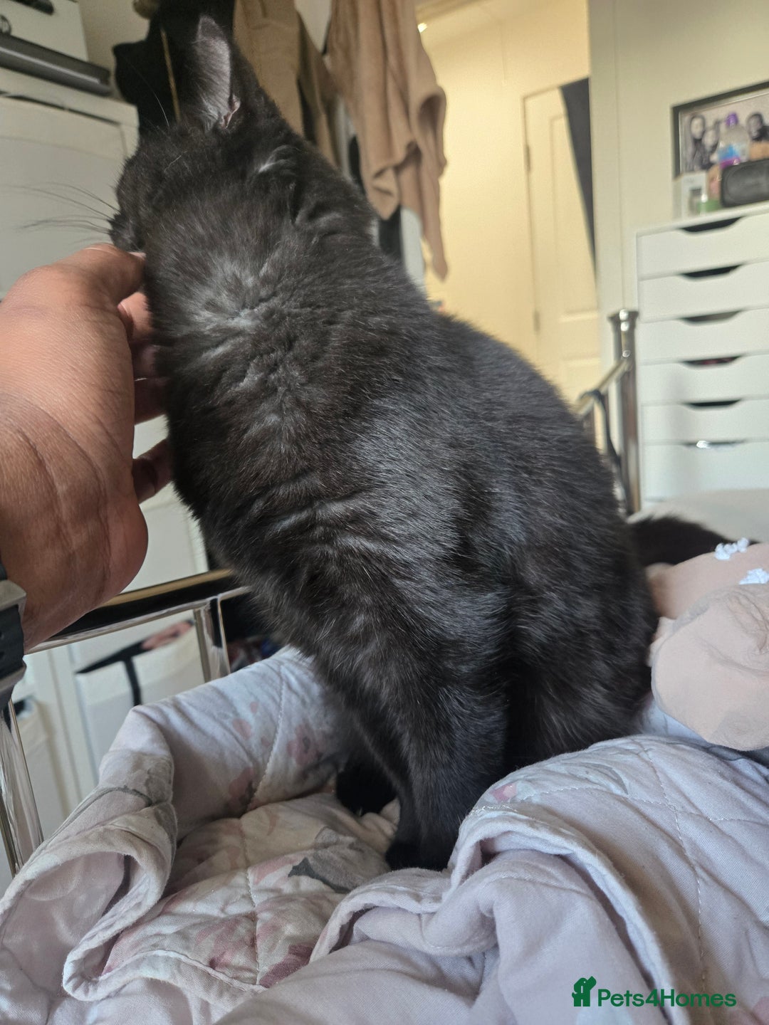 British Shorthair cats for sale: British Shorthair Black female - Advert 10