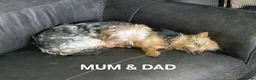 Yorkshire Terrier dogs for sale: Yorkshire Terrier INDIVIDUAL HEALTH CERTIFICATE in Poole - Advert 16