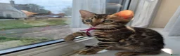 Bengal cats for sale: ⚜️Bengal kittens Tica registered ⚜️ - Advert 6